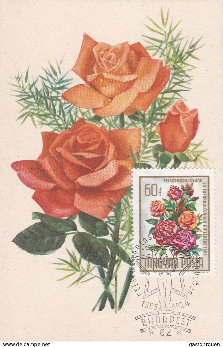 Carte Maximum Hongry Hungary Fleur Flower Oeillet  Carnation 1723 - Maximum Cards & Covers