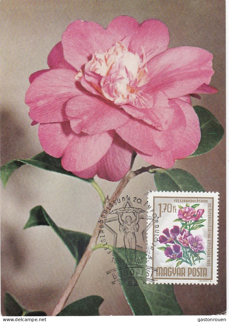 Carte Maximum Hongry Hungary Fleur Flower églantine Wild Rose 1726 - Tarjetas – Máximo