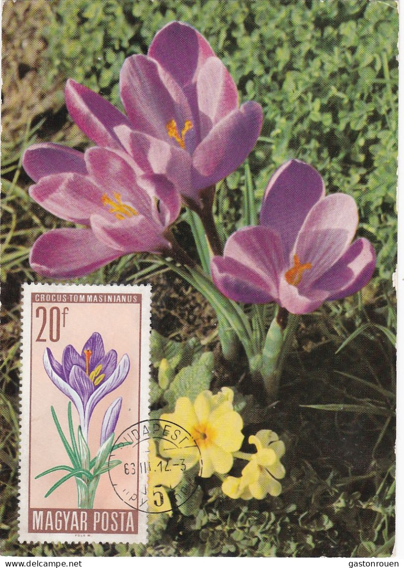Carte Maximum Hongry Hungary Fleur Flower Crocus 1801 - Cartoline Maximum