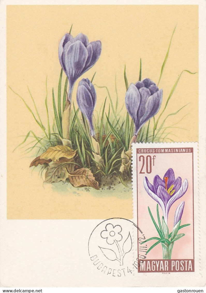 Carte Maximum Hongry Hungary Fleur Flower Crocus 1801 - Cartes-maximum (CM)