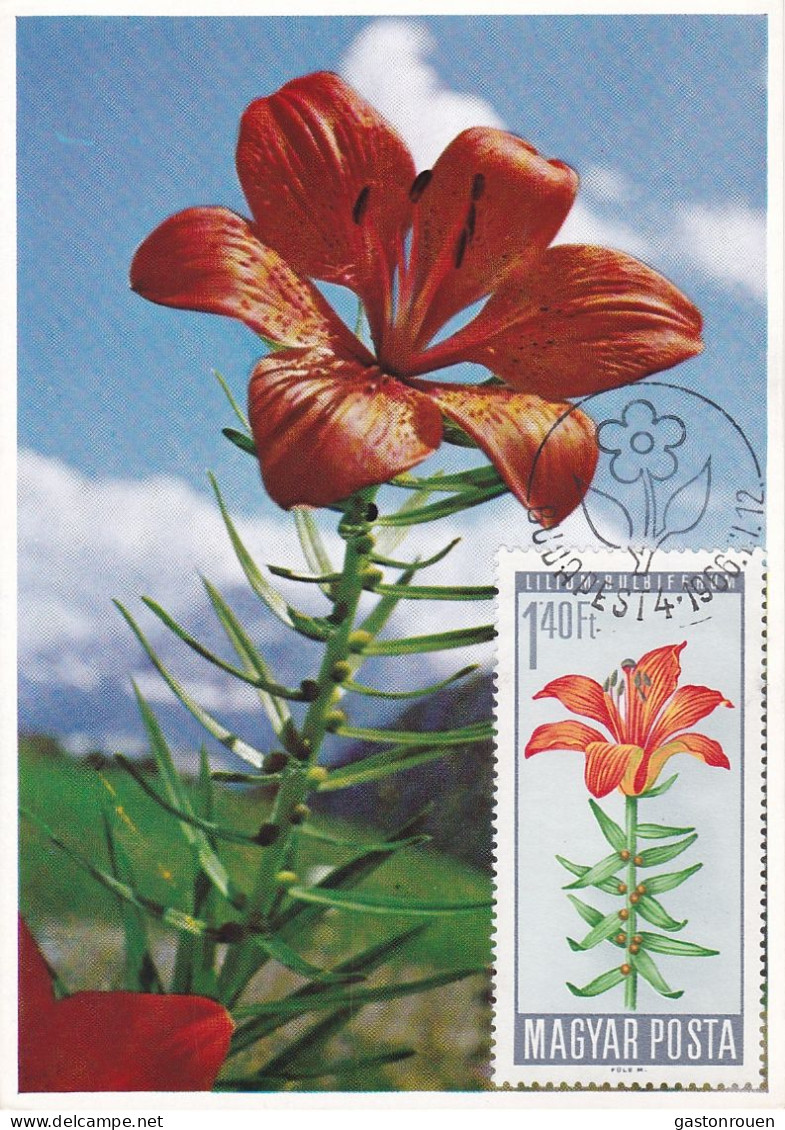 Carte Maximum Hongry Hungary Fleur Flower Lis Lily 1804 - Cartoline Maximum