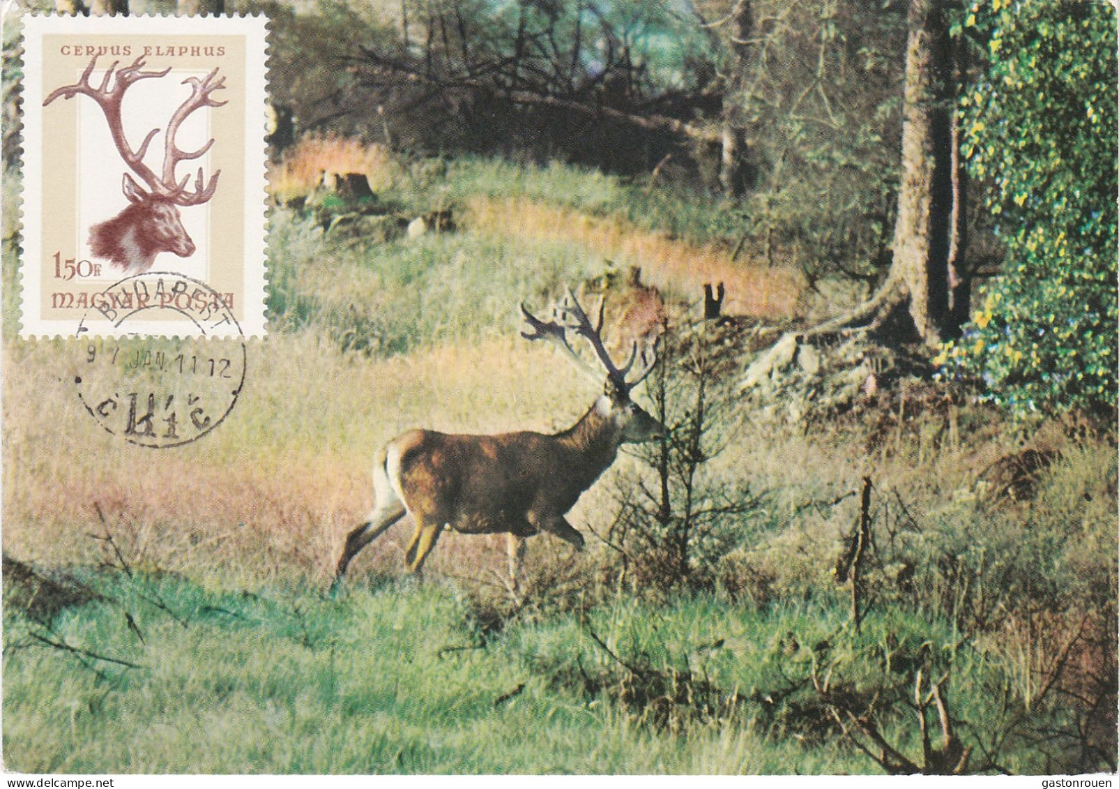 Carte Maximum Hongrie Hungary Cerf Deer 1849 - Cartes-maximum (CM)
