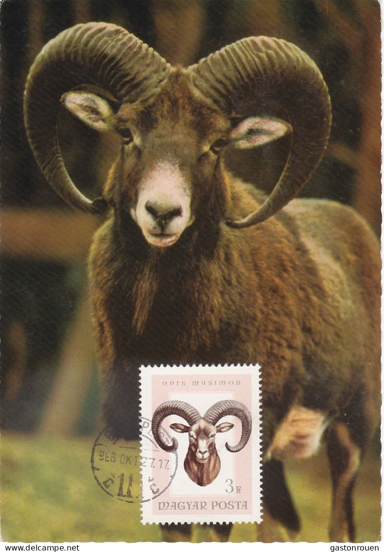 Carte Maximum Hongrie Hungary Mouflon Bighorn 1851 - Cartoline Maximum