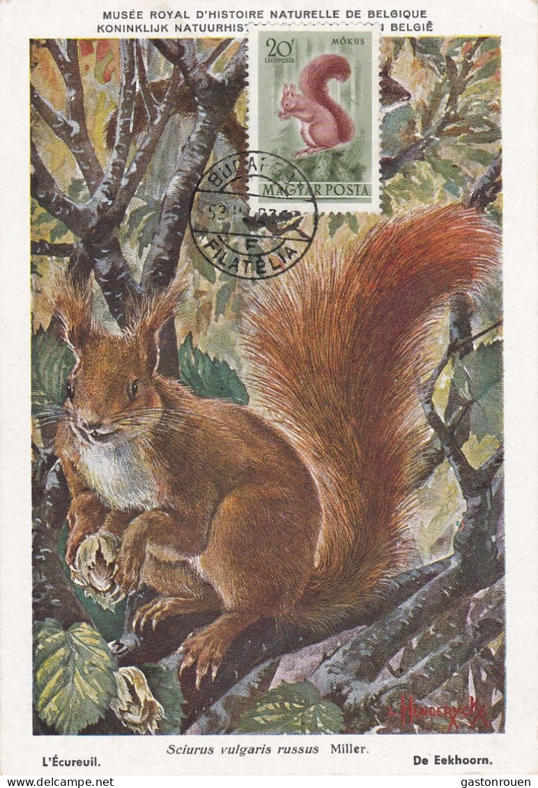 Carte Maximum Hongrie Hungary écureuil Squirrel Pa136 - Cartes-maximum (CM)