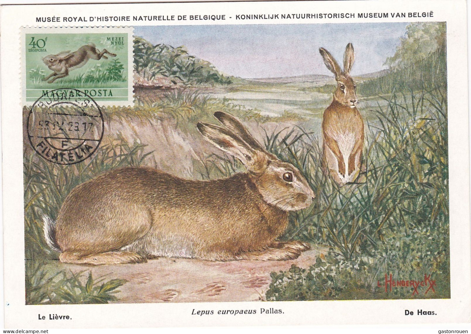 Carte Maximum Hongrie Hungary Lièvre Hare Pa138 - Maximumkaarten