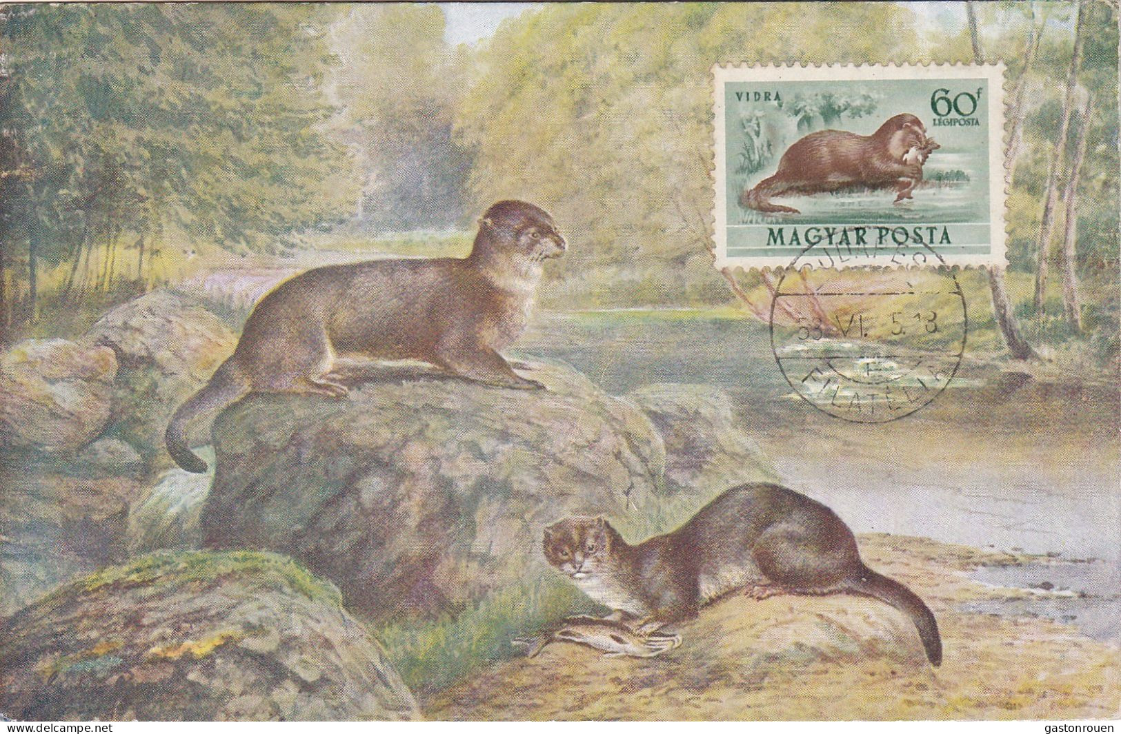 Carte Maximum Hongrie Hungary Loutre Otter Pa140 - Cartoline Maximum