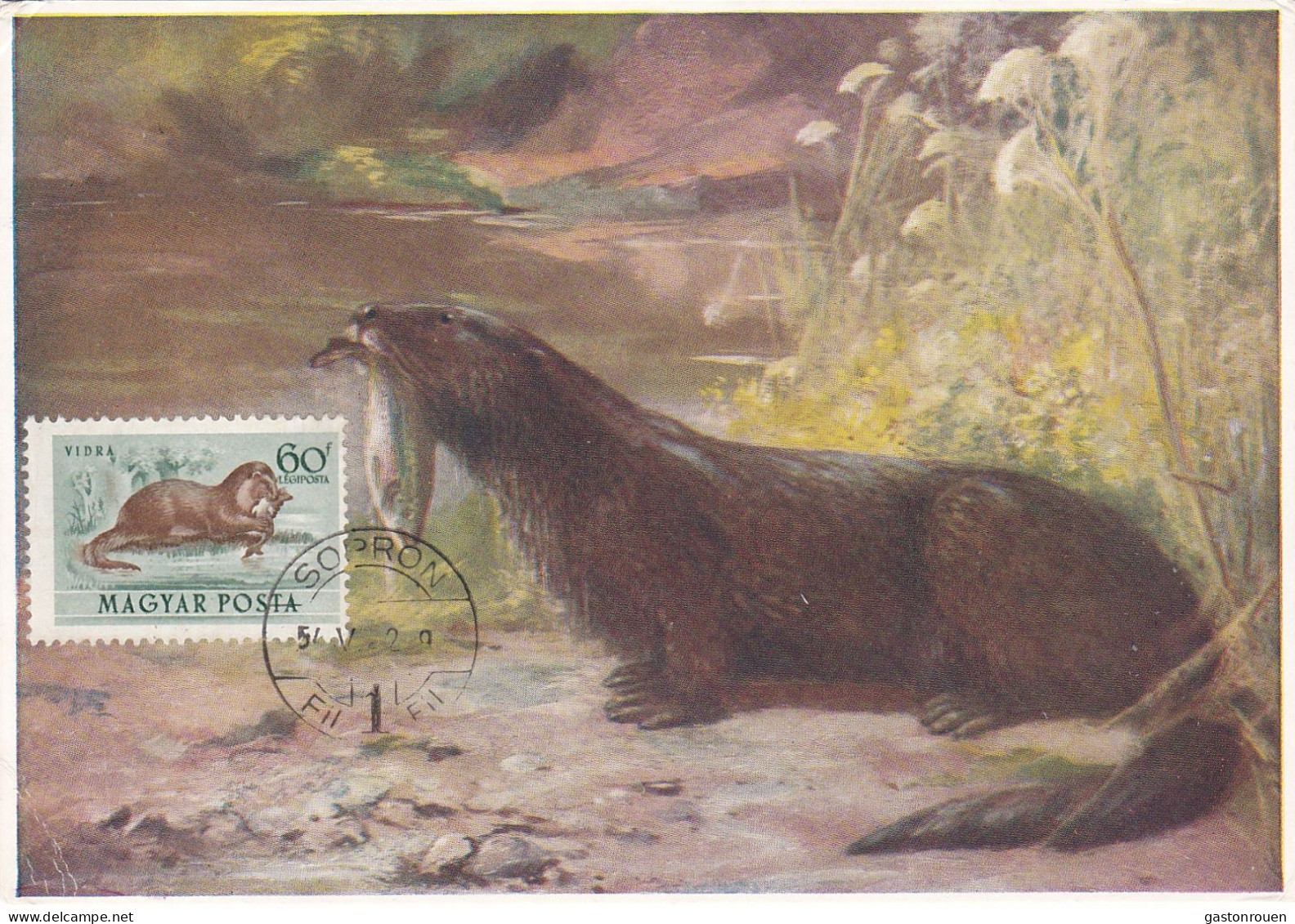 Carte Maximum Hongrie Hungary Loutre Otter Pa140 - Maximumkaarten