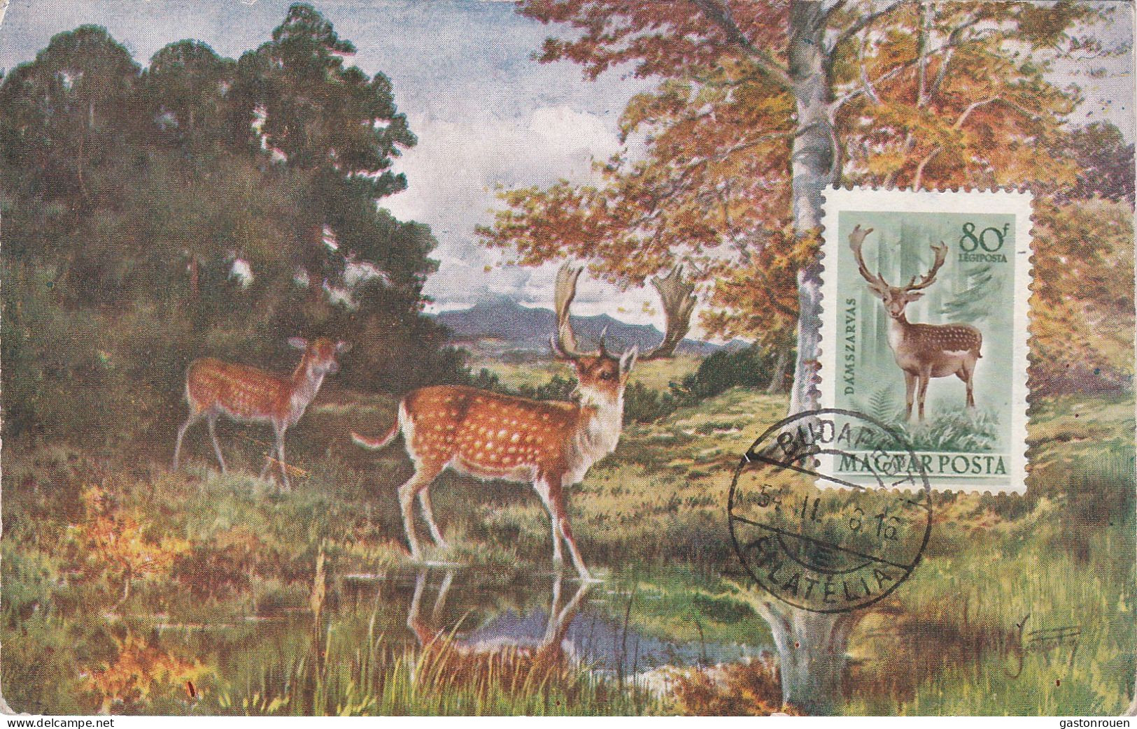 Carte Maximum Hongrie Hungary Daim Deer Pa142 - Cartoline Maximum