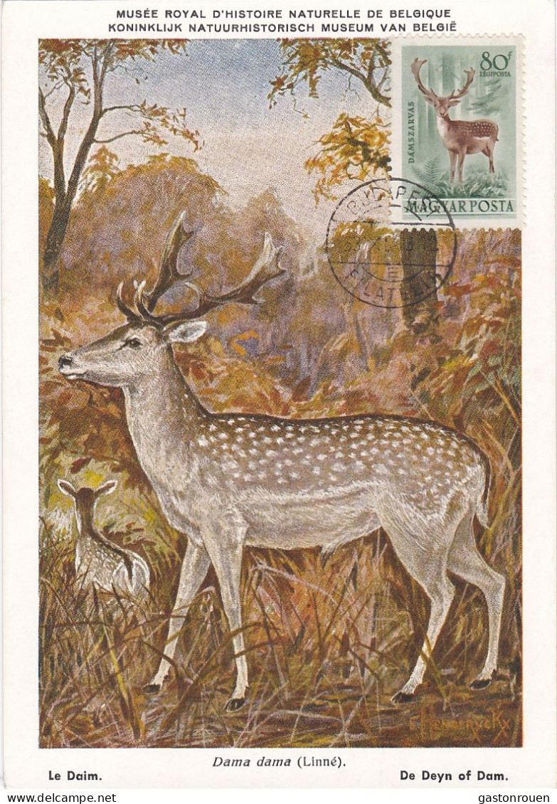 Carte Maximum Hongrie Hungary Daim Deer Pa142 - Maximumkaarten