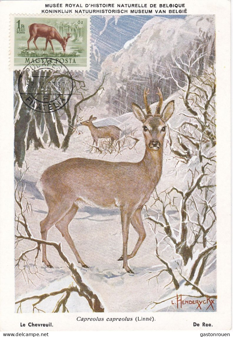 Carte Maximum Hongrie Hungary Chevreuil  Deer Pa143 - Cartoline Maximum