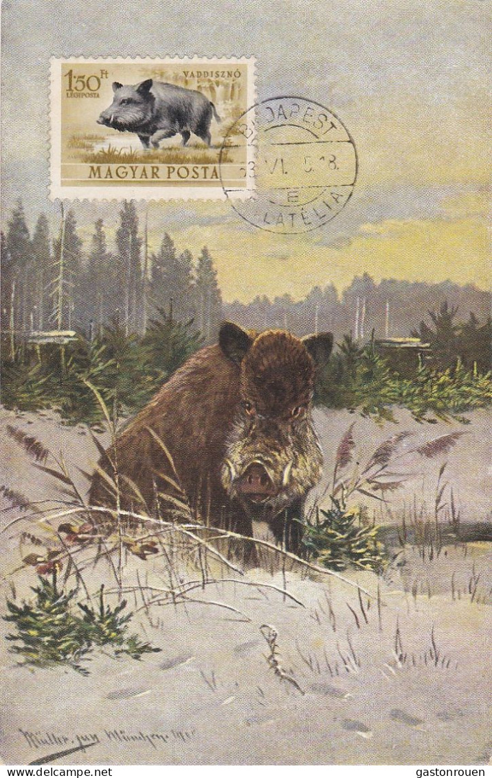 Carte Maximum Hongrie Hungary Sanglier Wild Boar Pa144 - Tarjetas – Máximo