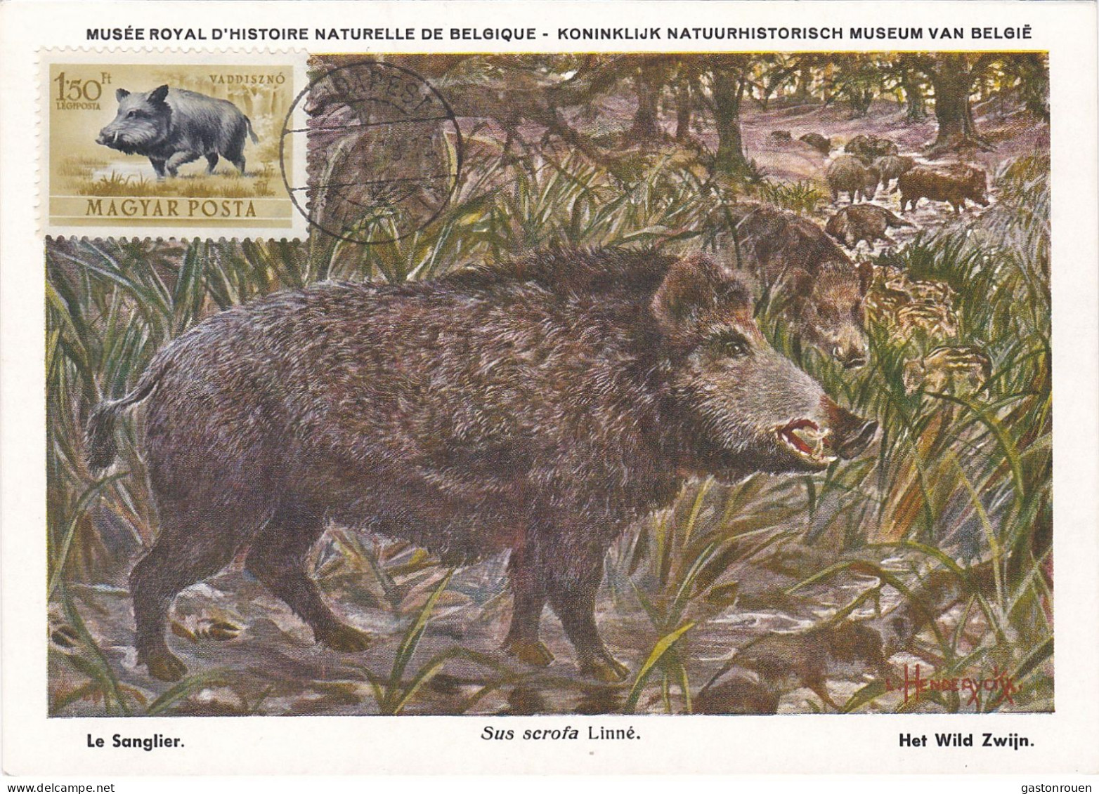 Carte Maximum Hongrie Hungary Sanglier Wild Boar Pa144 - Maximumkarten (MC)