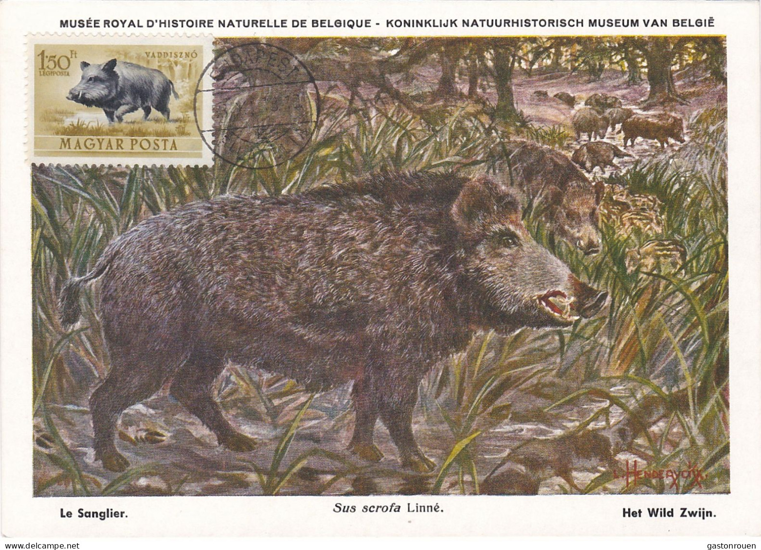 Carte Maximum Hongrie Hungary Sanglier Wild Boar Pa144 - Cartoline Maximum