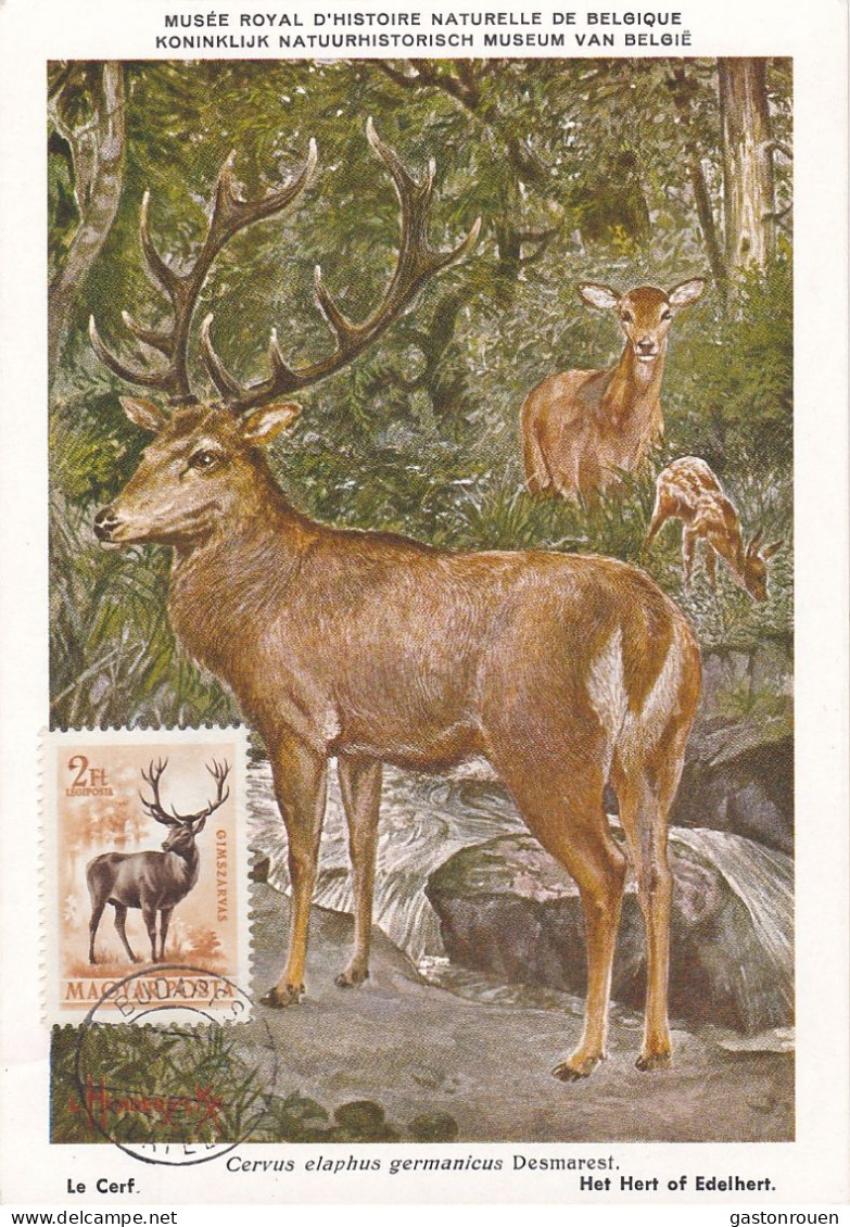 Carte Maximum Hongrie Hungary Cerf Deer Pa145 - Maximumkaarten