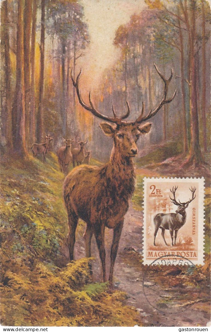 Carte Maximum Hongrie Hungary Cerf Deer Pa145 - Maximumkaarten