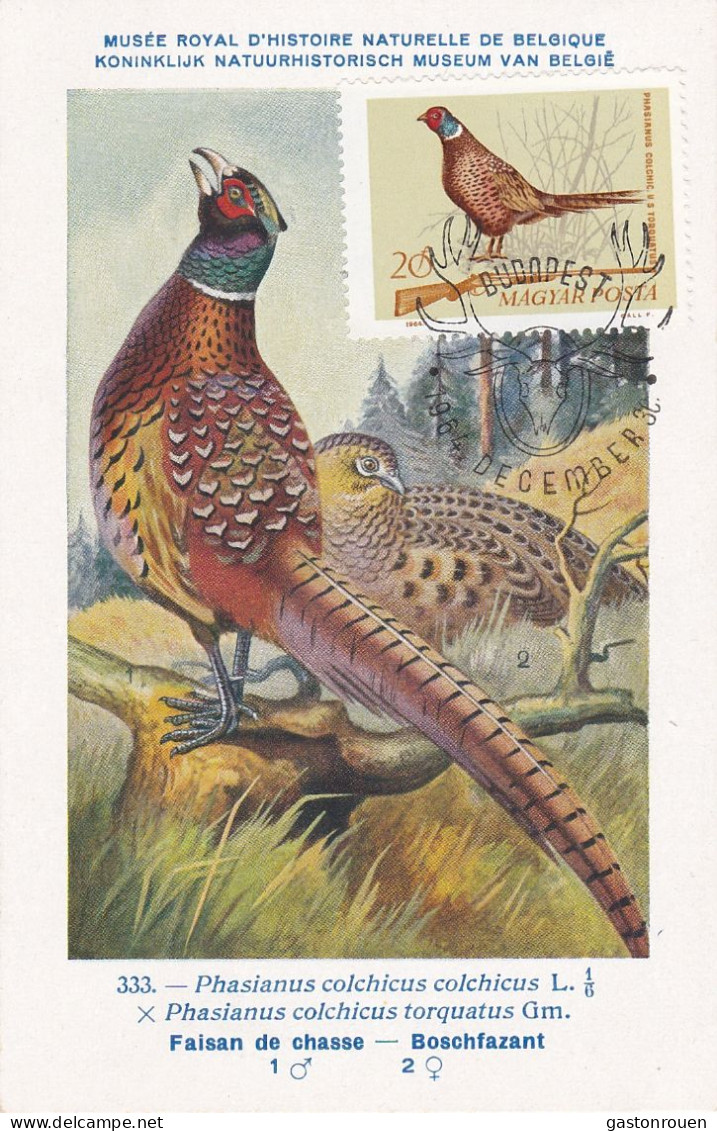 Carte Maximum Hongrie Hungary Chasse Hunting Oiseau Bird Faisan Pheasant 1690 - Cartoline Maximum