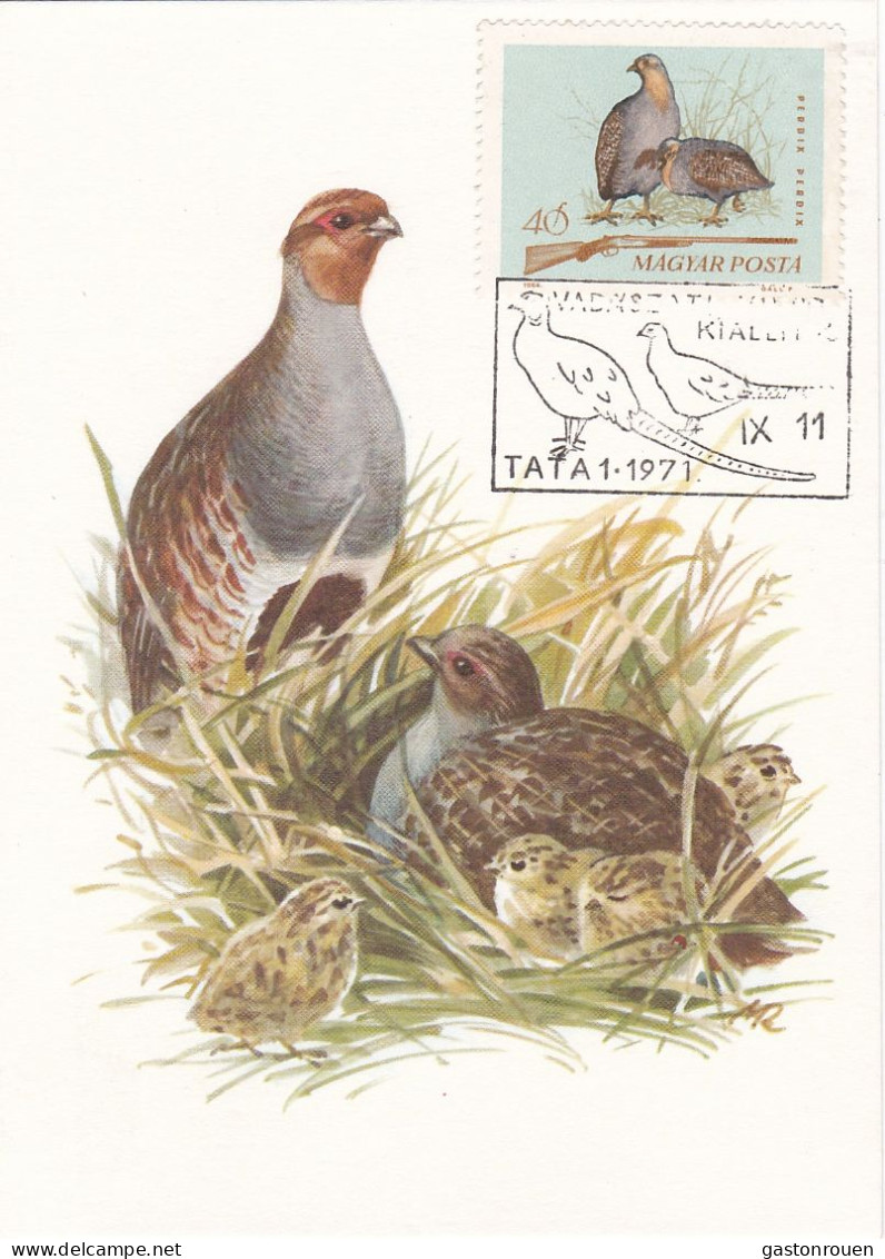 Carte Maximum Hongrie Hungary Chasse Hunting Oiseau Bird Perdrix Partridge 1692 - Cartoline Maximum