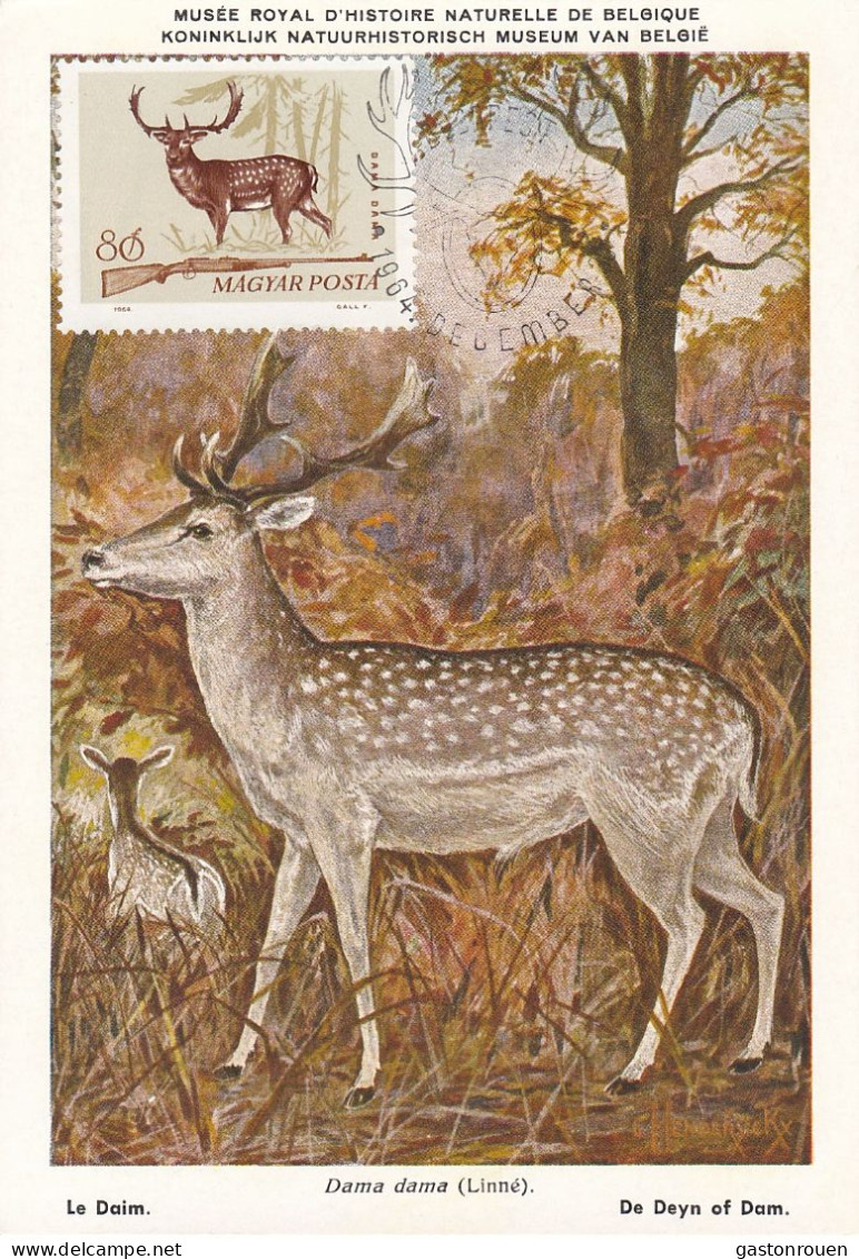 Carte Maximum Hongrie Hungary Chasse Hunting Daim Deer 1694 - Cartes-maximum (CM)