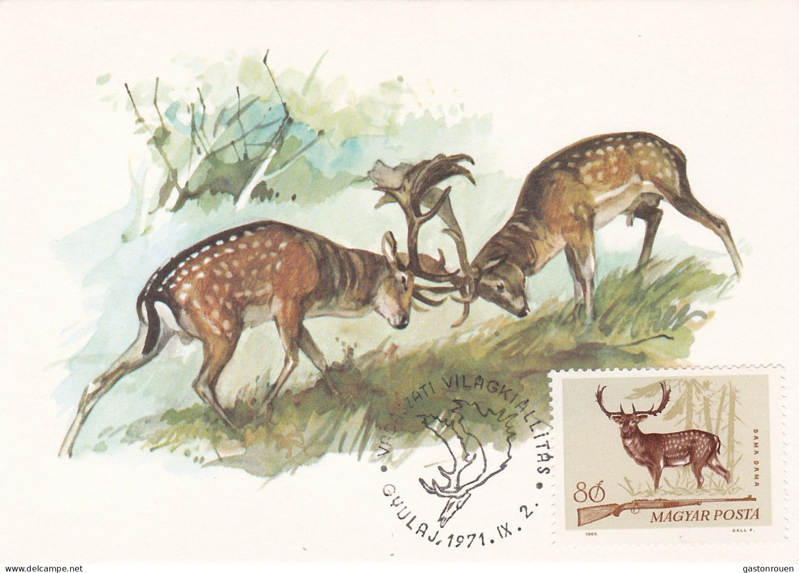 Carte Maximum Hongrie Hungary Chasse Hunting Daim Deer 1694 - Maximum Cards & Covers