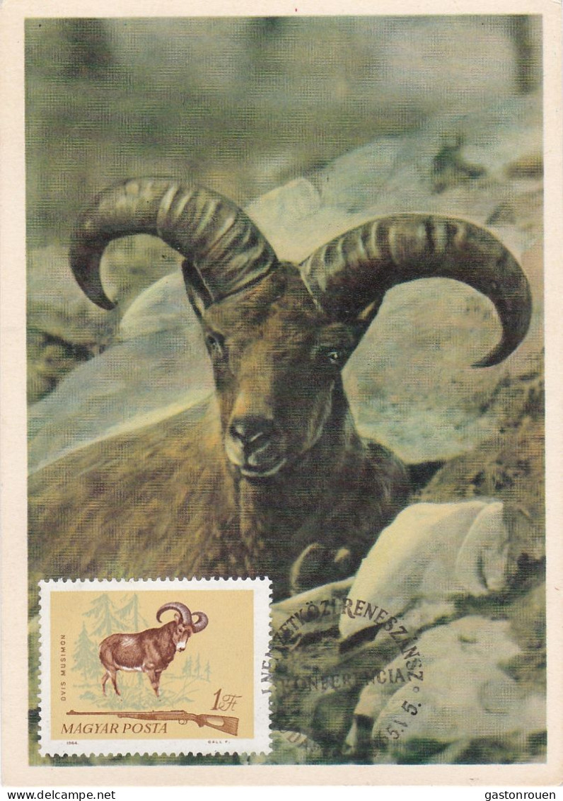 Carte Maximum Hongrie Hungary Chasse Hunting Mouflon  1695 - Cartoline Maximum