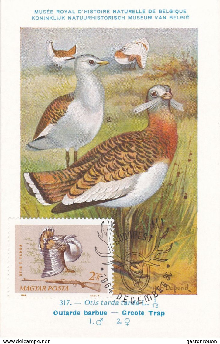 Carte Maximum Hongrie Hungary Chasse Hunting Oiseau Bird Outarde Bustard 1697 - Cartoline Maximum