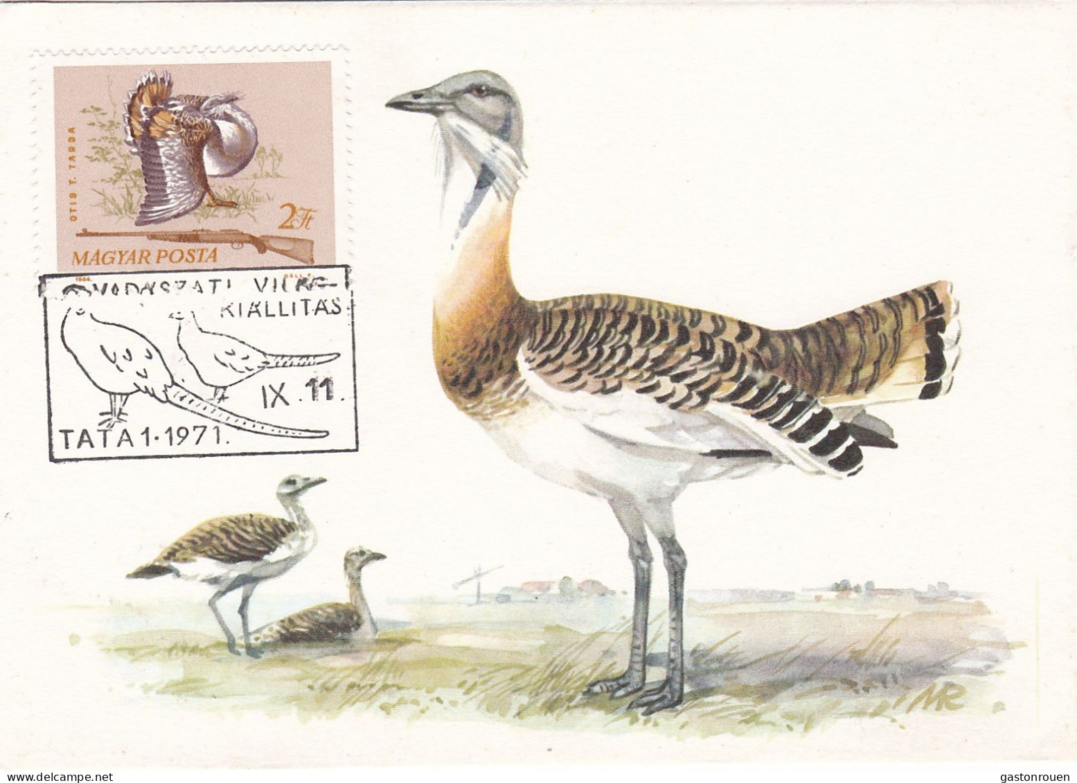 Carte Maximum Hongrie Hungary Chasse Hunting Oiseau Bird Outarde Bustard 1697 - Cartoline Maximum