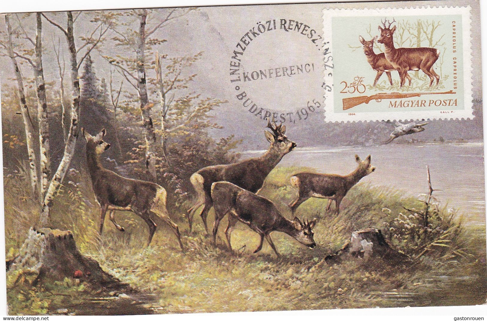 Carte Maximum Hongrie Hungary Chasse Chevreuil Deer 1698 - Cartoline Maximum