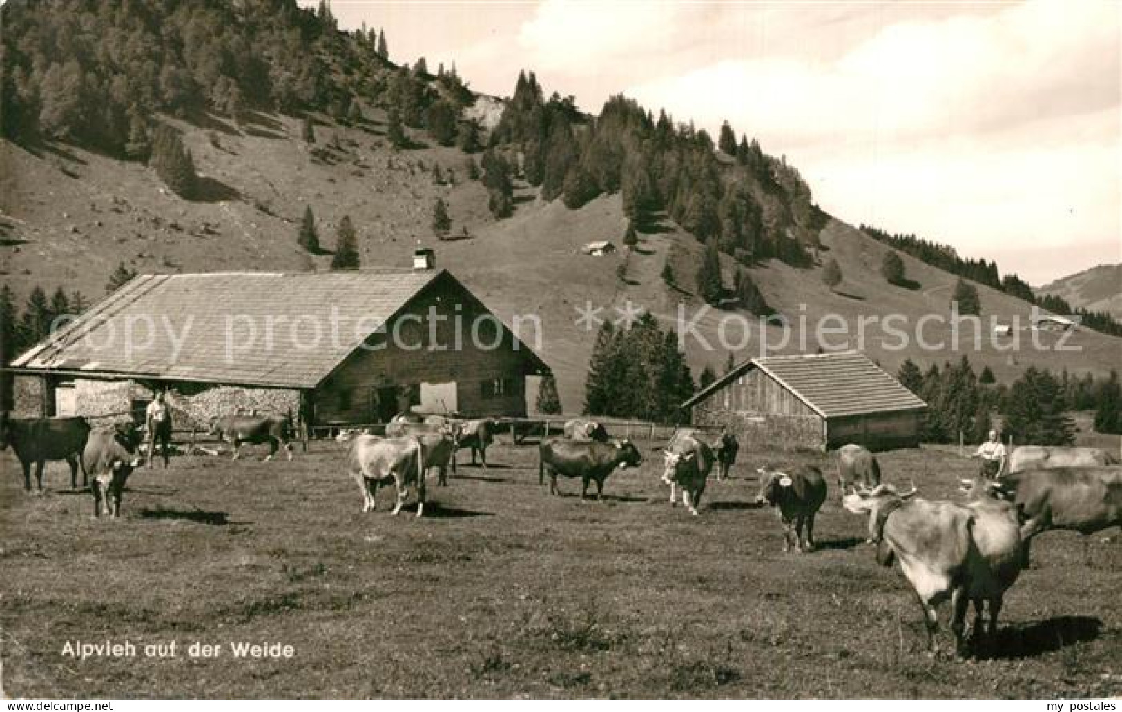 73560273 Buehl Alpsee Alpvieh Auf Der Weide Buehl Alpsee - Immenstadt