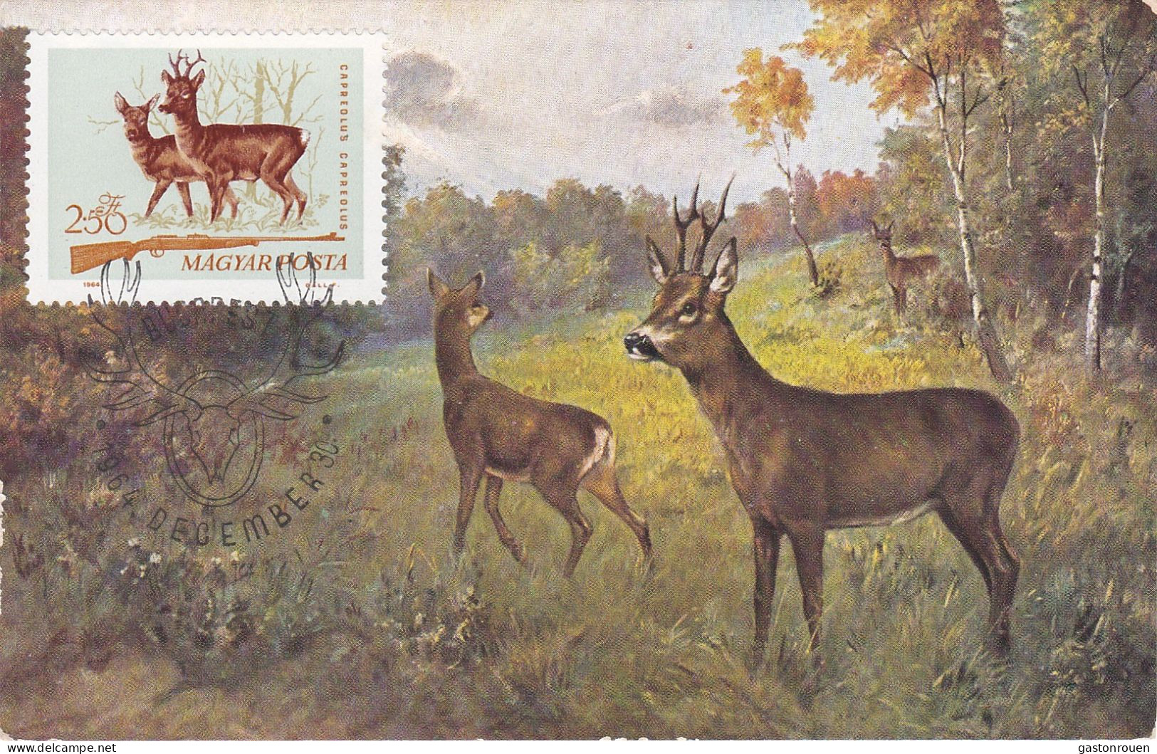 Carte Maximum Hongrie Hungary Chasse Chevreuil Deer 1698 - Tarjetas – Máximo