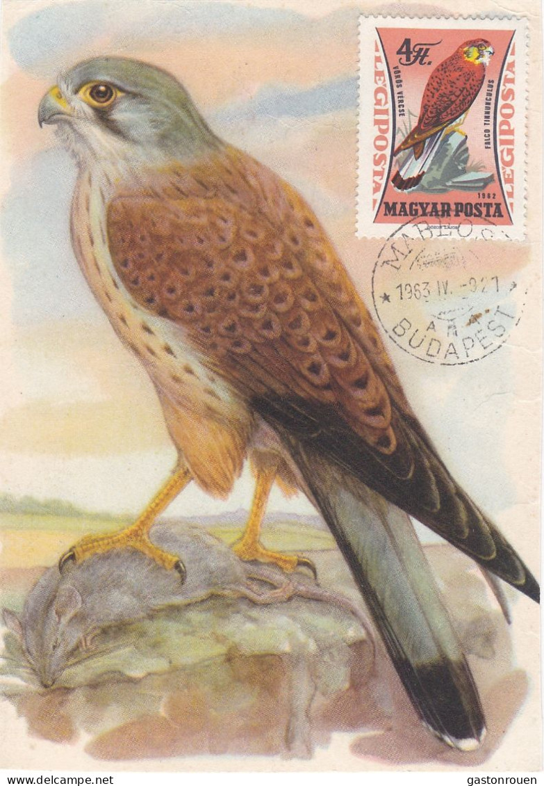 Carte Maximum Hongrie Hungary Oiseau Bird Rapace Raptor Faucon Pa257 - Tarjetas – Máximo