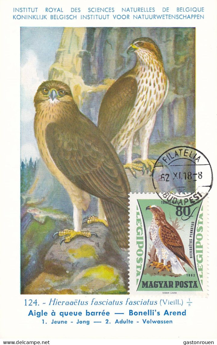 Carte Maximum Hongrie Hungary Oiseau Bird Rapace Raptor Aigle Eagle  Pa253 - Maximumkarten (MC)