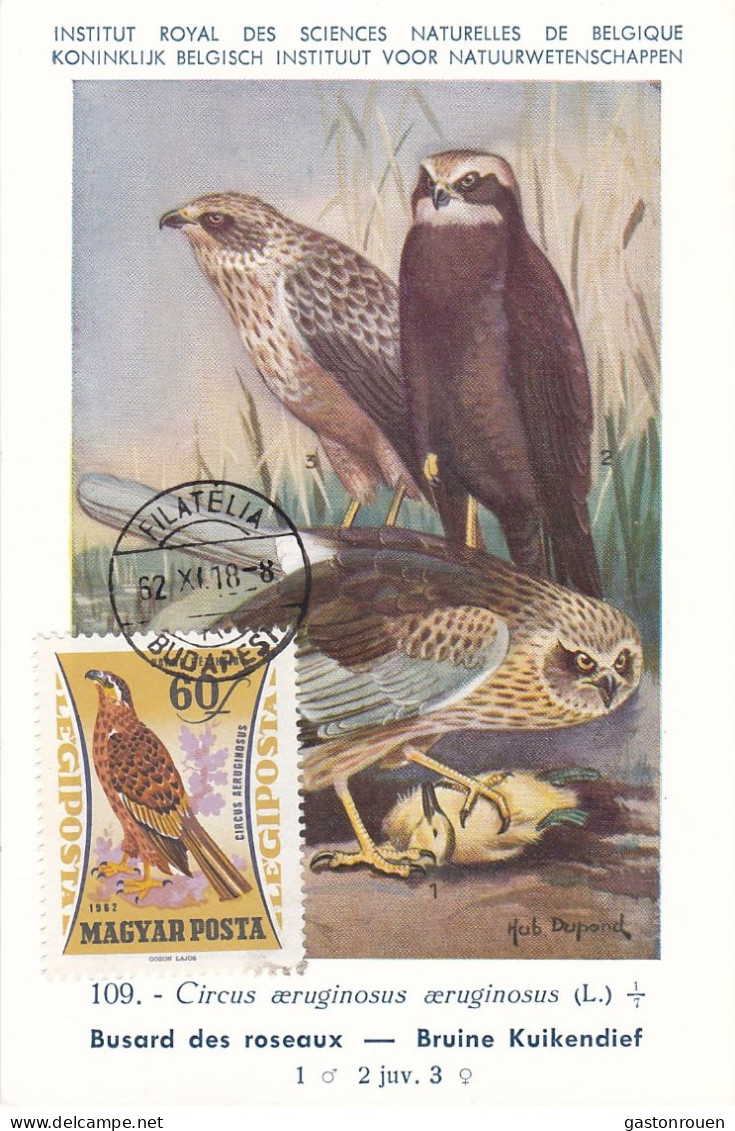 Carte Maximum Hongrie Hungary Oiseau Bird Rapace Raptor Busard Buzard  Buzzard   Pa252 - Cartoline Maximum