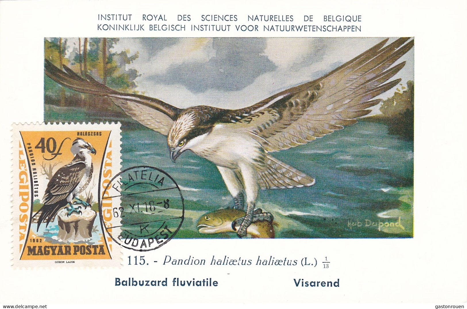 Carte Maximum Hongrie Hungary Oiseau Bird Rapace Raptor Balbuzard Osprey Pa251 - Maximum Cards & Covers