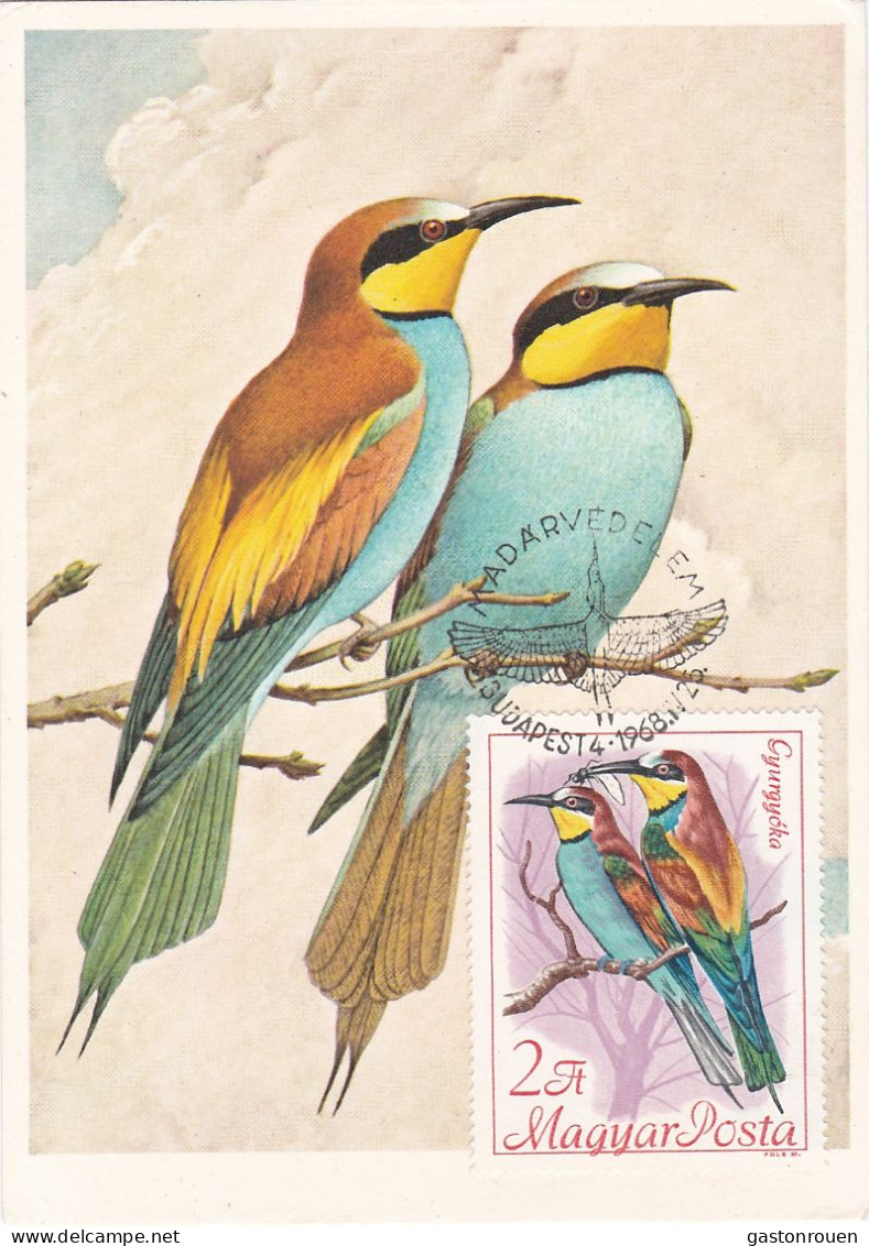 Carte Maximum Hongrie Hungary Oiseau Bird Guépier Bee-eater 1962 - Maximum Cards & Covers