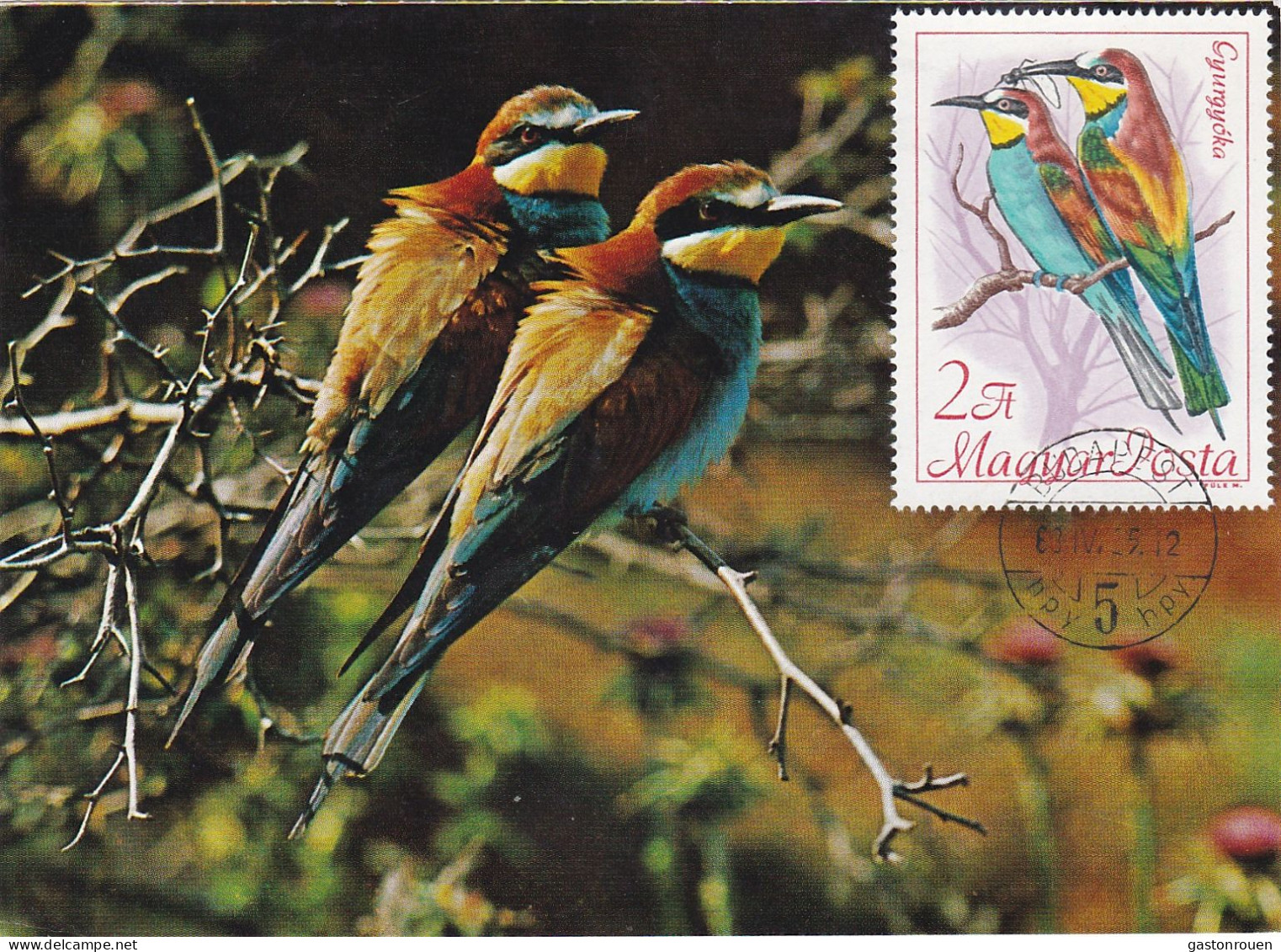 Carte Maximum Hongrie Hungary Oiseau Bird Guépier Bee-eater 1962 - Maximumkarten (MC)