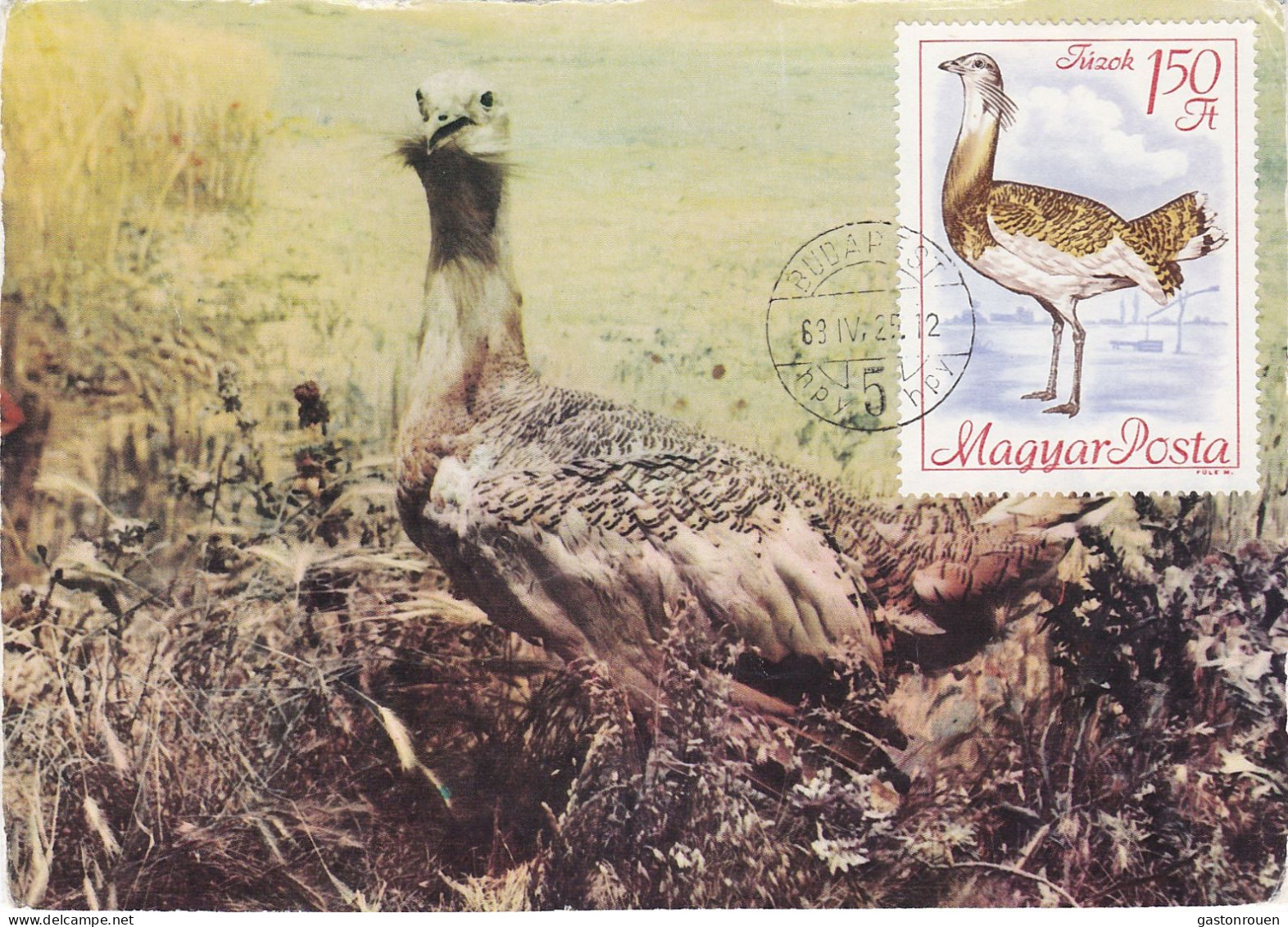 Carte Maximum Hongrie Hungary Oiseau Bird Outarde Bustard 1961 - Maximumkaarten