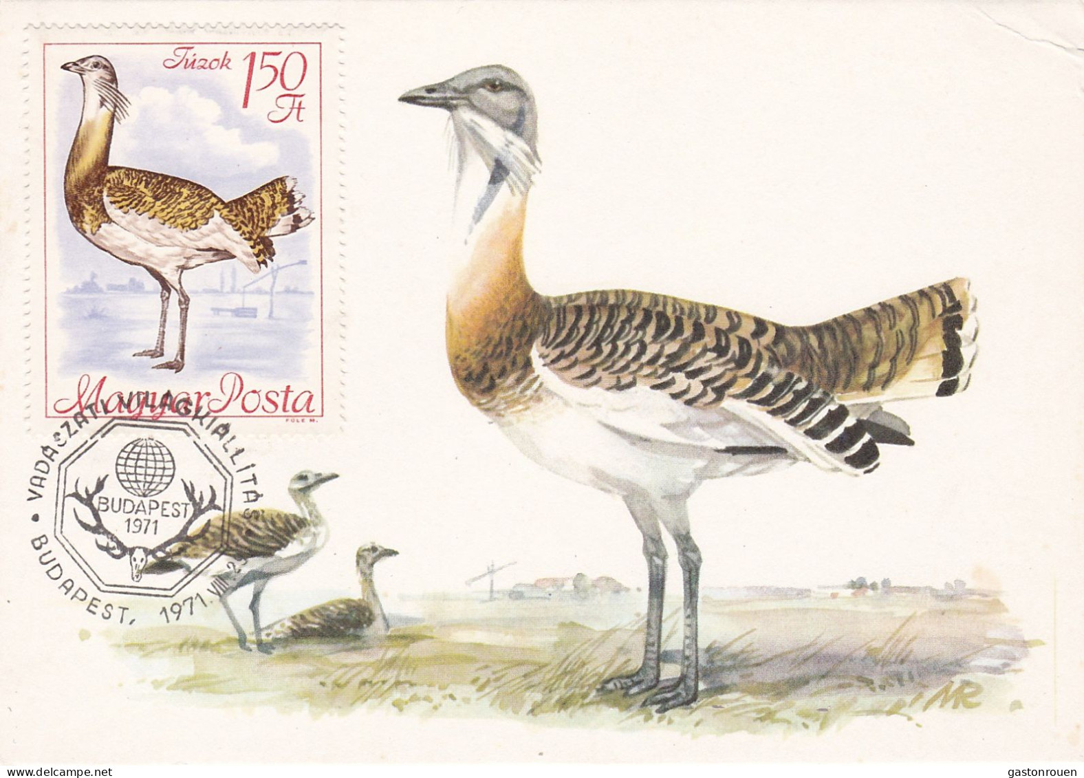 Carte Maximum Hongrie Hungary Oiseau Bird Outarde Bustard 1961 - Maximum Cards & Covers