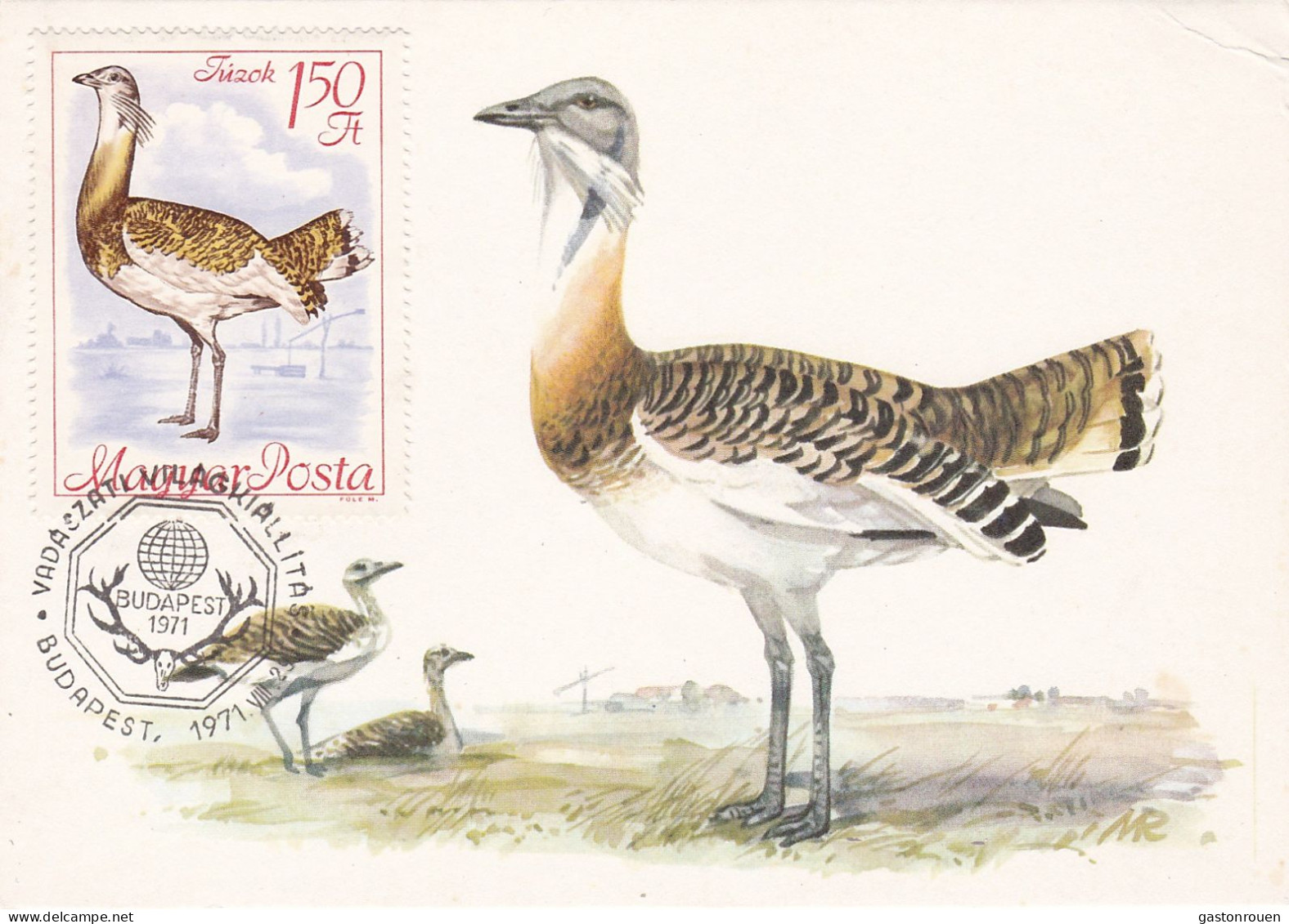 Carte Maximum Hongrie Hungary Oiseau Bird Outarde Bustard 1961 - Cartoline Maximum