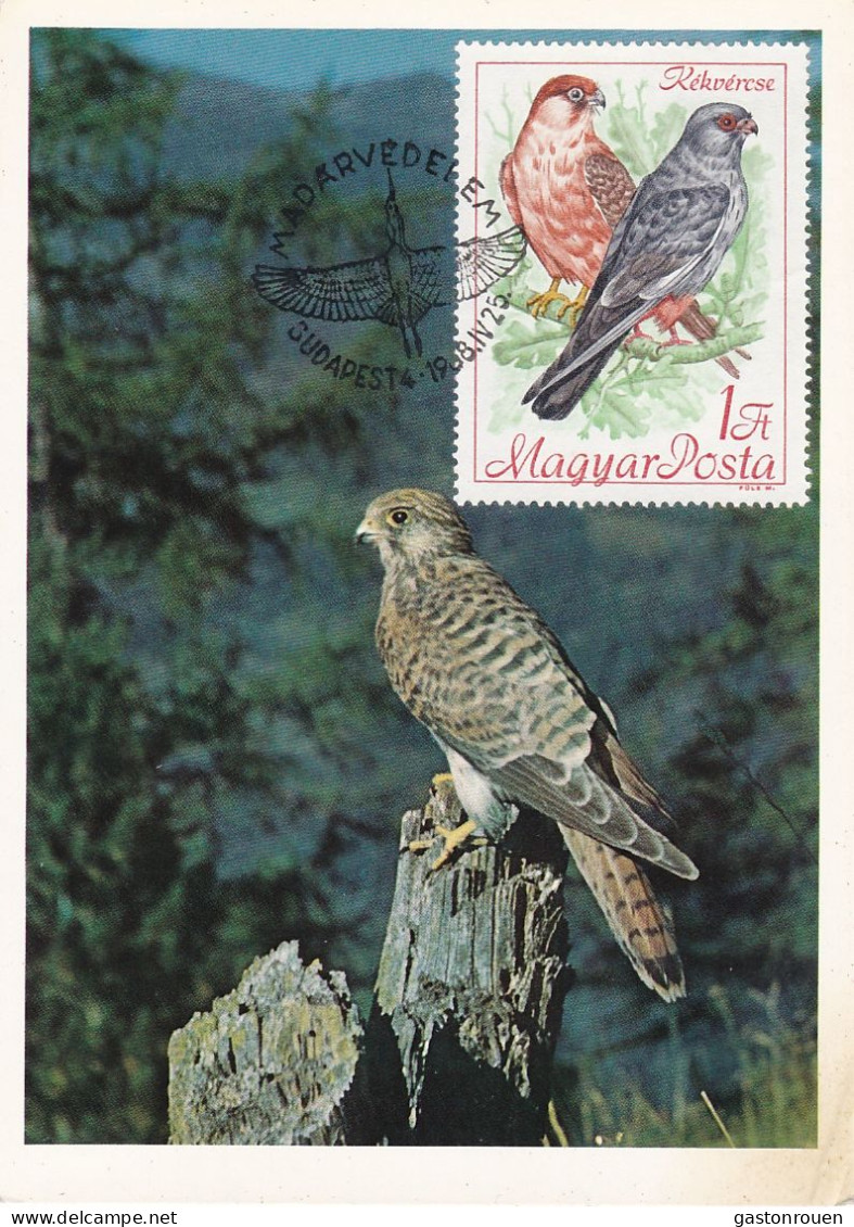 Carte Maximum Hongrie Hungary Oiseau Bird Rapace Raptor Faucon Hawk 1959 - Cartes-maximum (CM)