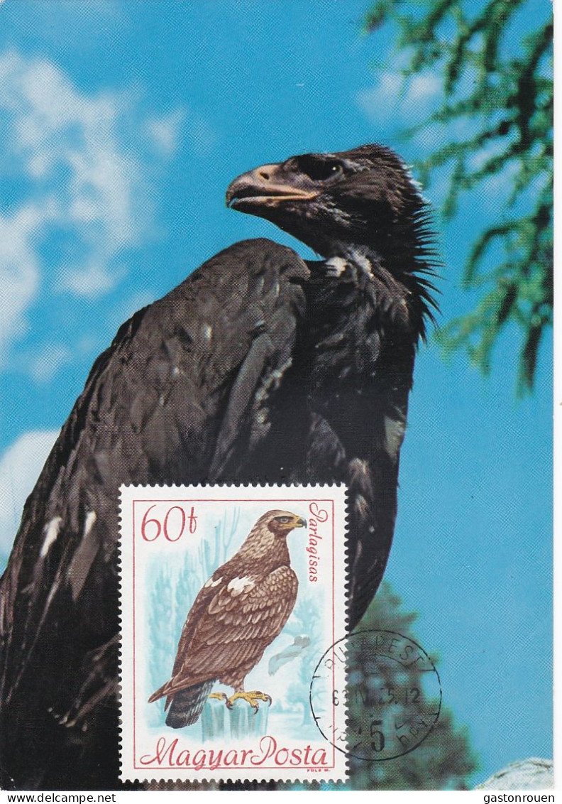 Carte Maximum Hongrie Hungary Oiseau Bird Rapace Raptor Aigle Eagle 1958 - Cartes-maximum (CM)