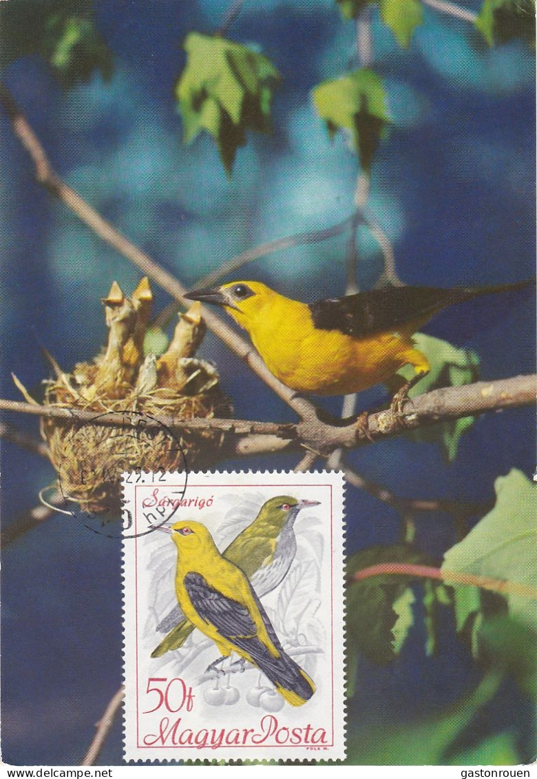Carte Maximum Hongrie Hungary Oiseau Bird Loriot Oriole 1957 - Cartes-maximum (CM)