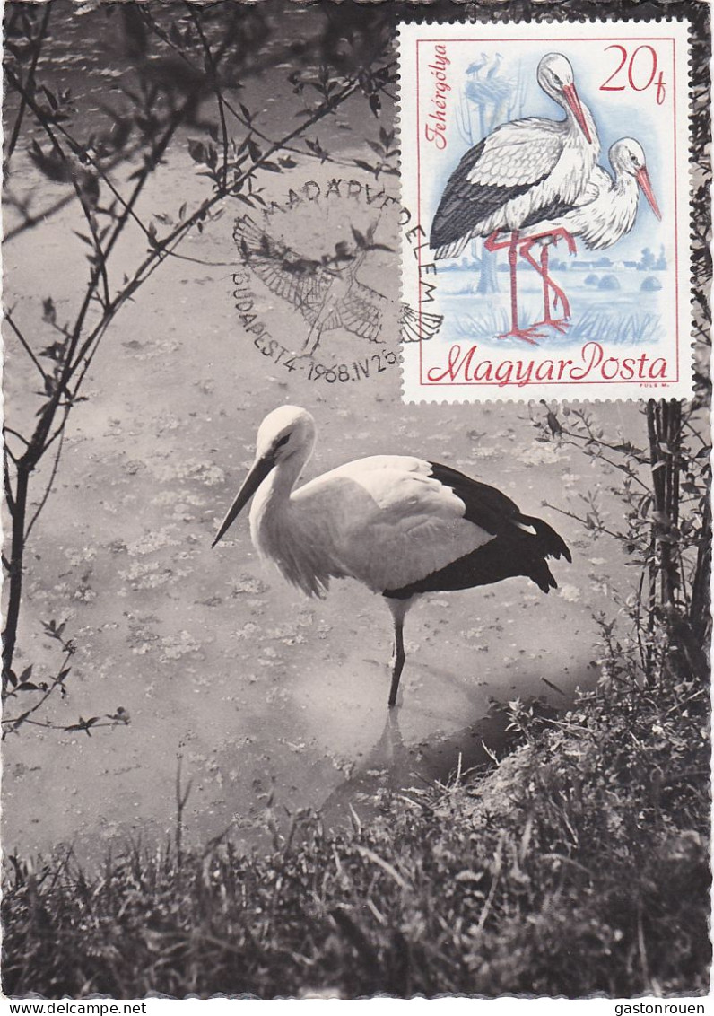 Carte Maximum Hongrie Hungary Oiseau Bird Cigogne Stork 1956 - Maximum Cards & Covers