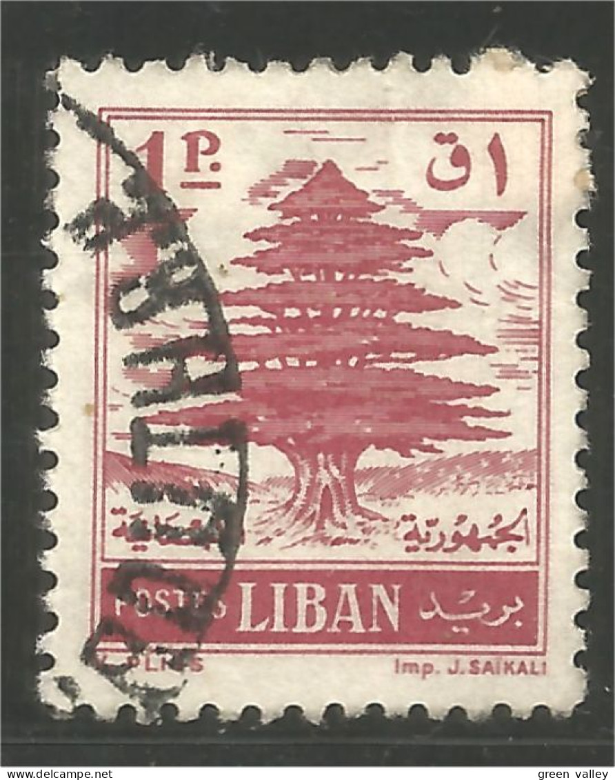 566 Liban Cedar Cèdre 1953 (LBN-98) - Trees