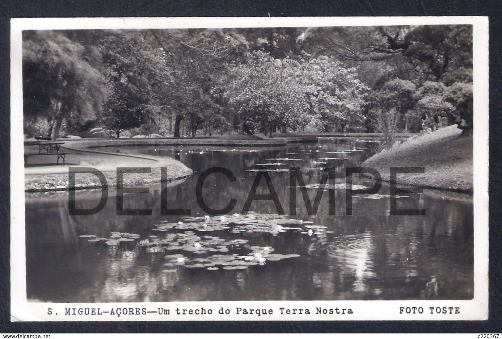 REAL PHOTO POSTCARD PORTUGAL AÇORES S. MIGUEL - UM TRECHO DO PARQUE TERRA NOSTRA - FOTO TOSTE - 1950'S - Açores