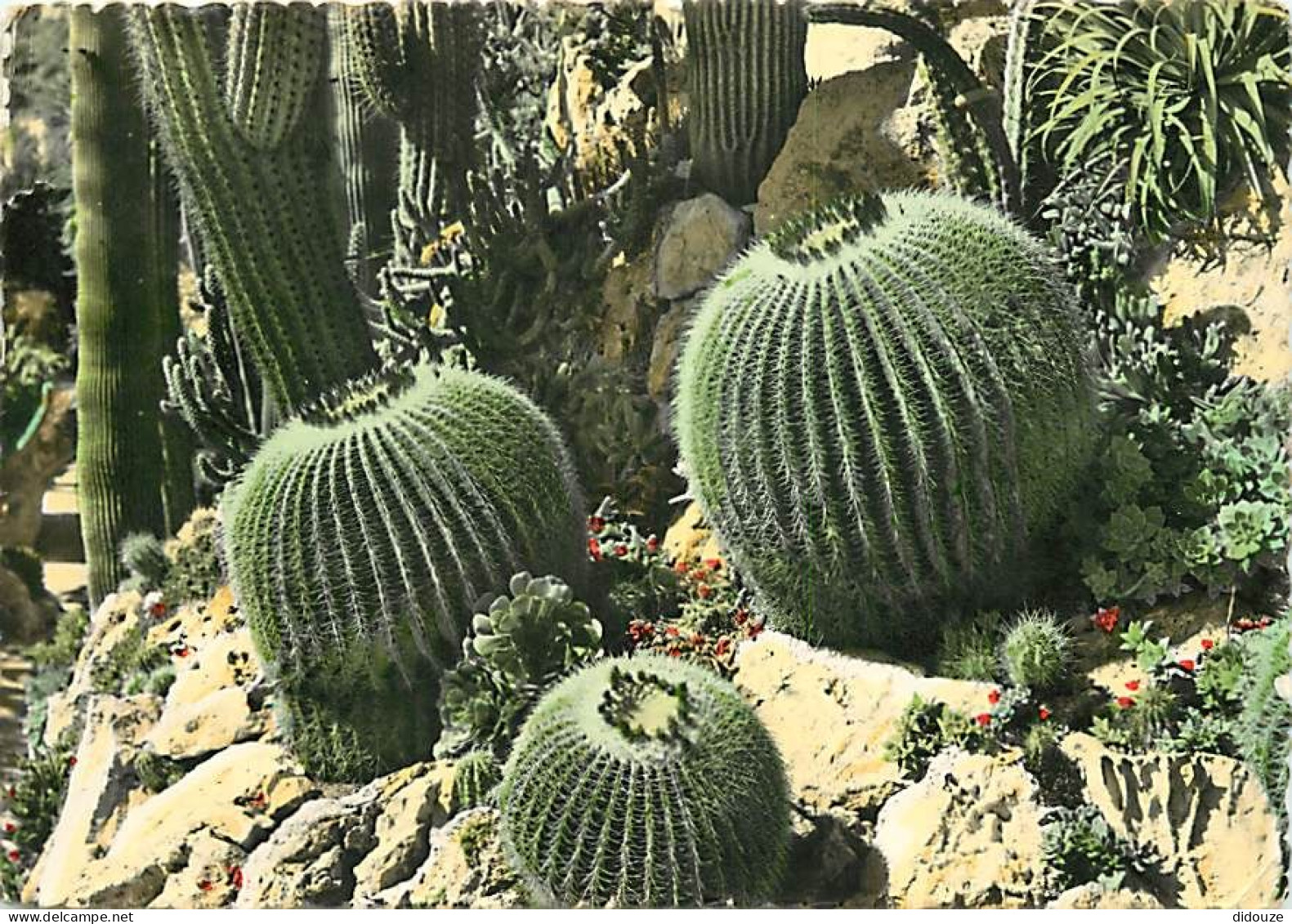 Fleurs - Plantes - Cactus - Cote D'Azur - Plantes Tropicales - Voir Timbre De Monaco - CPM - Voir Scans Recto-Verso - Sukkulenten