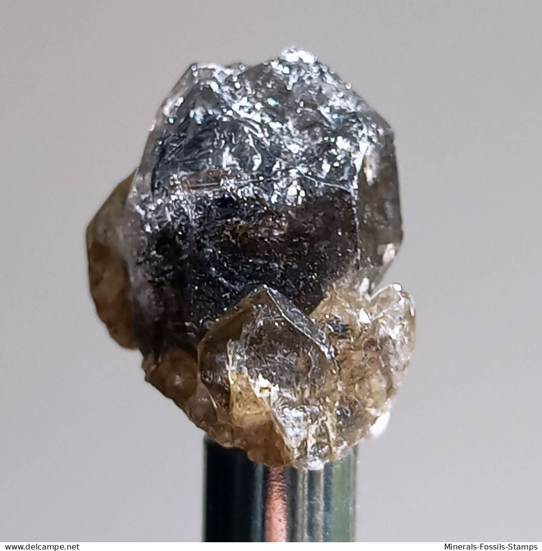 #T24 - Ungewöhnliche RAUCHQUARZ Kristalle (Victoria, Australien) - Mineralen