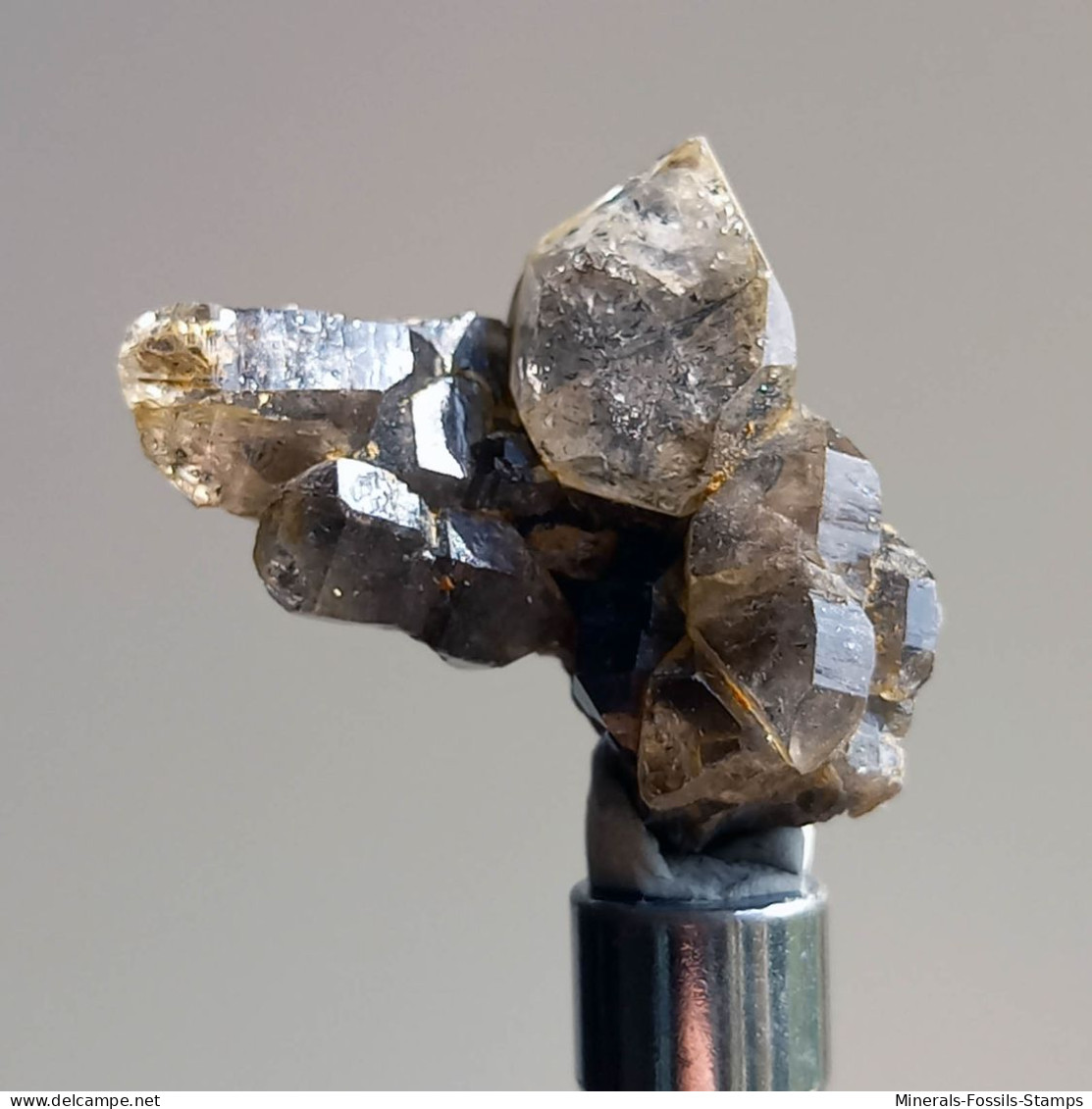 #T25 - Ungewöhnliche RAUCHQUARZ Kristalle (Victoria, Australien) - Minerals