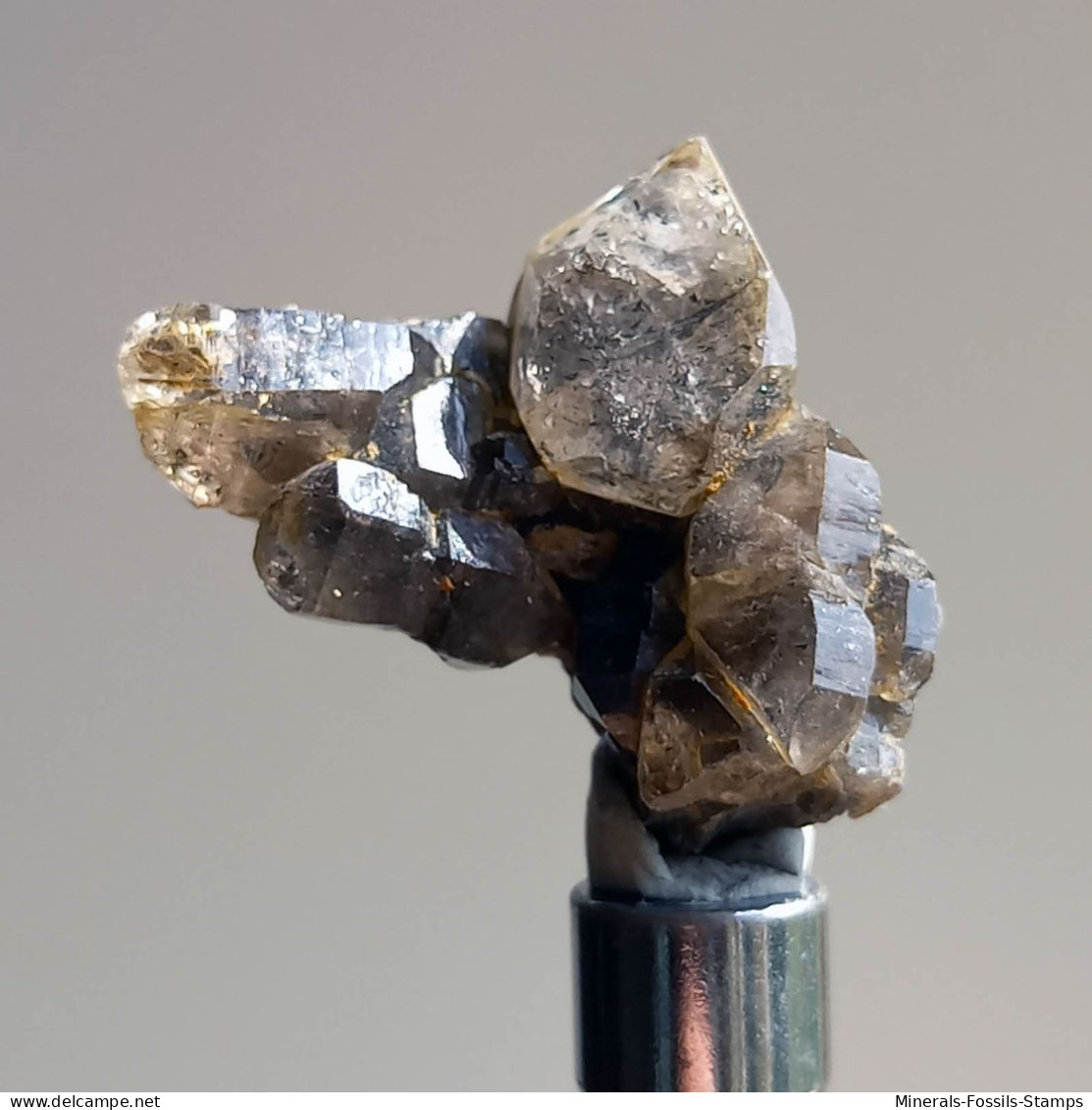 #T25 - Ungewöhnliche RAUCHQUARZ Kristalle (Victoria, Australien) - Mineralien