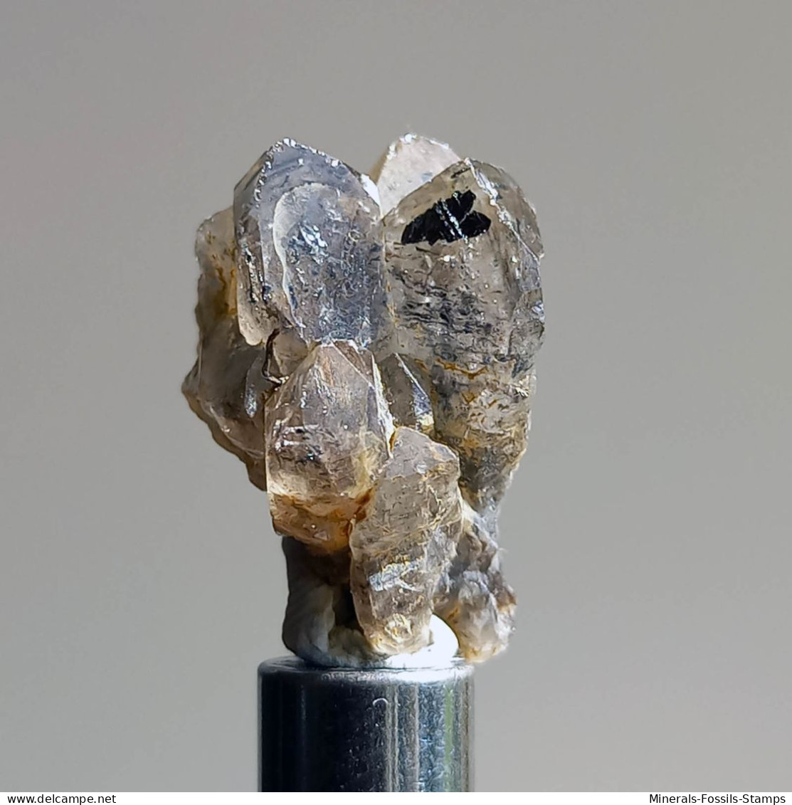 #T25 - Ungewöhnliche RAUCHQUARZ Kristalle (Victoria, Australien) - Mineralen