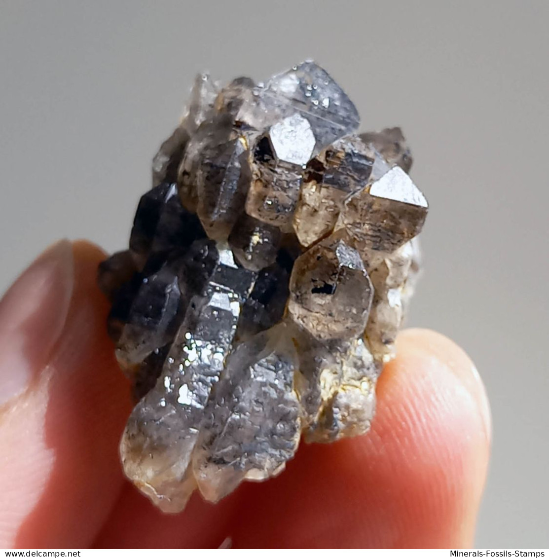 #T28 - Ungewöhnliche RAUCHQUARZ Kristalle (Victoria, Australien) - Mineralien